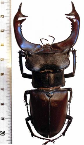 Réf. 232 258 : Lucanus cervus